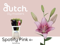 Lily La Spotify Pink 90cm 4+