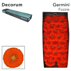 Gerbera Mini Sphere Fozzie 45cm 7cm Hd