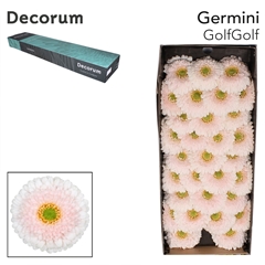 Gerbera Mini Sphere GolfGolf 45cm 7cm Hd