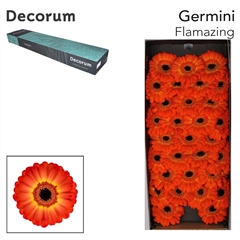Gerbera Mini Black Center Flamazing 45cm 7cm Hd