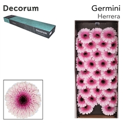 Gerbera Mini Black Center Herrera 45cm 7cm Hd