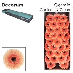 Gerbera Mini Black Center Cookie 'n Cream 45cm 7cm Hd
