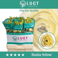 Eustoma Double Rosita Yellow 70cm