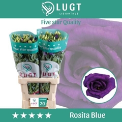 Eustoma Double Rosita Blue 70cm