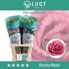 Eustoma Double Rosita Rose Pink 70cm