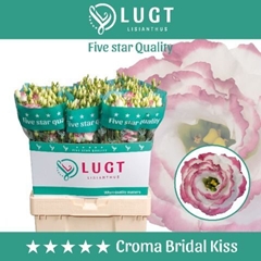 Eustoma Double Croma Bridal Kiss 70cm