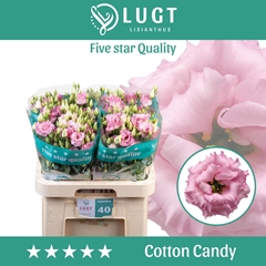 Eustoma Double Cotton Candy 70cm