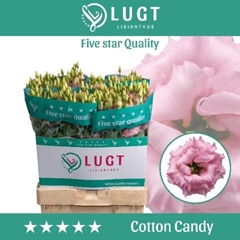Eustoma Double Cotton Candy 70cm
