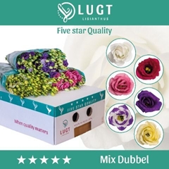 Eustoma Double Mix 65cm