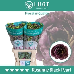 Eustoma Double Rosanne Black Pearl 70cm