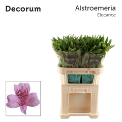 Alstroemeria Elegance 75cm 60gr.