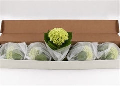 Hydrangea Lima 45cm 16cm Hd