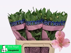Alstroemeria Pink Floyd 75cm 60gr.