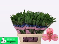 Alstroemeria Elegance 75cm 60gr.