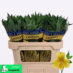 Alstroemeria Lemon 72cm 35gr.