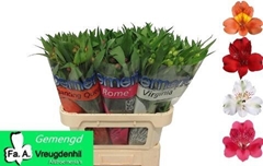 Alstroemeria Mix 75cm 60gr.