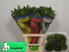 Alstroemeria Mix 70cm 40gr.