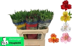 Alstroemeria Mix 70cm 40gr.