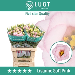 Eustoma Double Lisanne Soft Pink 70cm