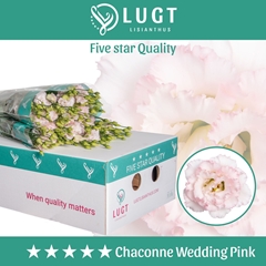 Eustoma Double Chaconne Wedding Pink 70cm
