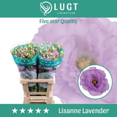 Eustoma Double Lisanne Deep Lavender 70cm