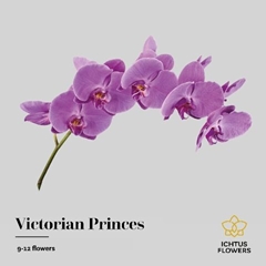 Phalaenopsis Victorian Princess 75cm 9+