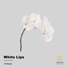 Phalaenopsis White Lips 45cm 7+