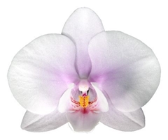 Phalaenopsis Okayama 65cm 9+