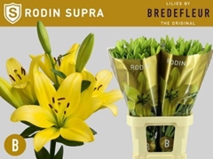 Lily La Rodin 85cm 4+