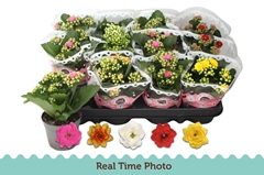 Kalanchoe Double Mix 9Ø 17cm