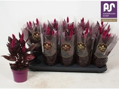 Celosia Mystic Shades 12Ø 35cm