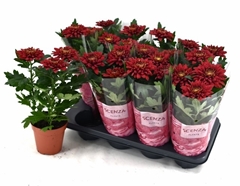 Chrysanth Supernova Red 13Ø 36cm