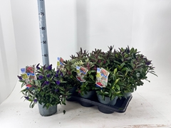 Hebe Mix 17Ø 35cm