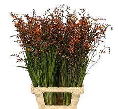 Crocosmia Lucifer 80cm