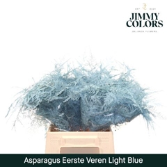 Asparagus Setaceus Painted Light Blue 45cm