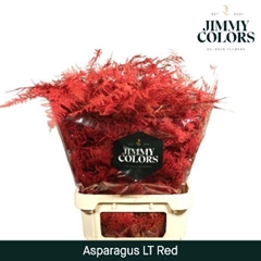 Asparagus Setaceus Painted Red 80cm