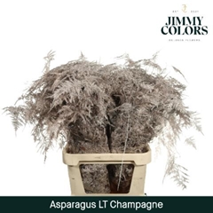 Asparagus Setaceus Painted Champagne 80cm