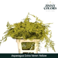 Asparagus Setaceus Painted Yellow 65cm