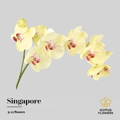 Phalaenopsis Arezzo 65cm 9+