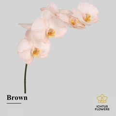 Phalaenopsis Painted Brown 75cm 9+