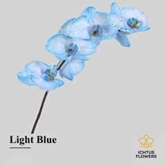 Phalaenopsis Painted Blue 75cm 9+