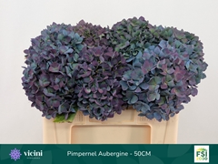 Hydrangea Pimpernel Classic 50cm 16-18cm Hd