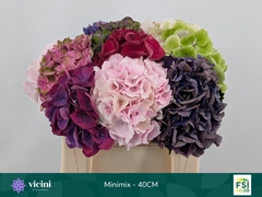 Hydrangea Mix 40cm 12-14cm Hd