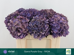 Hydrangea Royal Opera Classic 50cm 16-18cm Hd