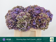 Hydrangea Glowing Alps Purple Classic 40cm 14-16cm Hd