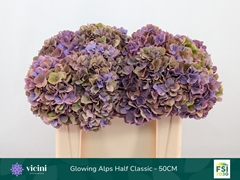Hydrangea Glowing Alps Purple Classic 50cm 16-18cm Hd