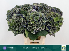 Hydrangea Royal King Classic 60cm 18-20cm Hd