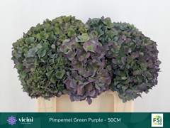 Hydrangea Pimpernel Classic 50cm 16-18cm Hd