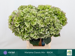 Hydrangea Mariama Classic 80cm 20-22cm Hd