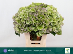 Hydrangea Mariama Classic 60cm 18-20cm Hd